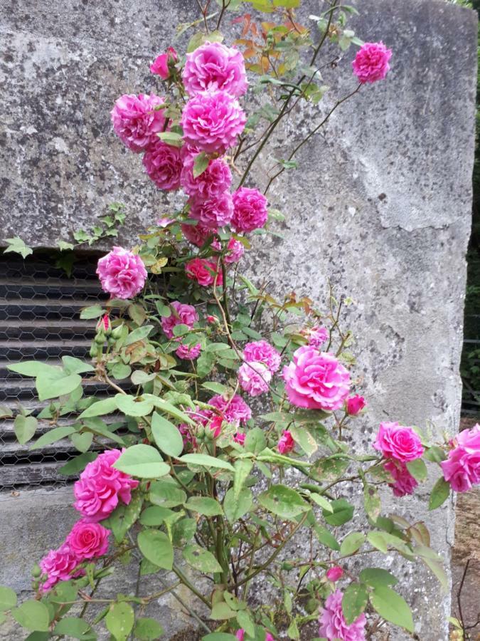 Conways B&B Claremorris Εξωτερικό φωτογραφία
